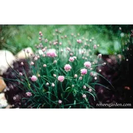 Chives, Fine Leaf